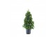 Laurus nobilis Laurus nobilis Piramide 30 cm diameter 