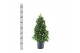 Laurus nobilis Laurus nobilis Piramide 30 cm diameter 