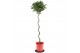Laurus nobilis Laurus nobilis Spiraal stam 25 cm diameter 5000 gram 