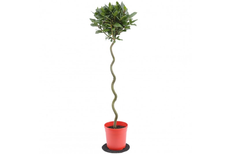 Laurus nobilis Laurus nobilis Spiraal stam 25 cm diameter 5000 gram 