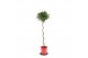 Laurus nobilis Laurus nobilis Spiraal stam 25 cm diameter 5000 gram 