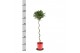 Laurus nobilis Laurus nobilis Spiraal stam 25 cm diameter 5000 gram 