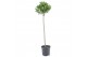 Laurus nobilis Laurus nobilis Bol op stam 5000 gram 25 cm diameter 70  