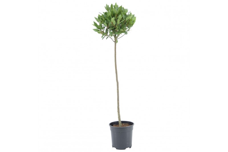 Laurus nobilis Laurus nobilis Bol op stam 5000 gram 25 cm diameter 70 Laurus nobilis Laurus nobilis Bol op stam 5000 gram 25 cm diameter 70