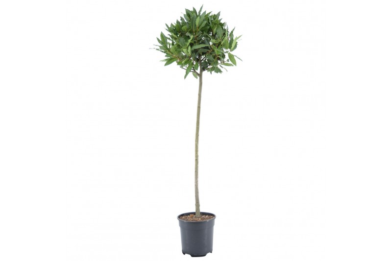 Laurus nobilis Laurus nobilis Bol op stam 5000 gram 30 cm diameter 60 Laurus nobilis Laurus nobilis Bol op stam 5000 gram 30 cm diameter 60