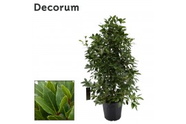 Laurus nobilis Struik