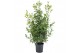 Laurus nobilis Laurus nobilis Struik 