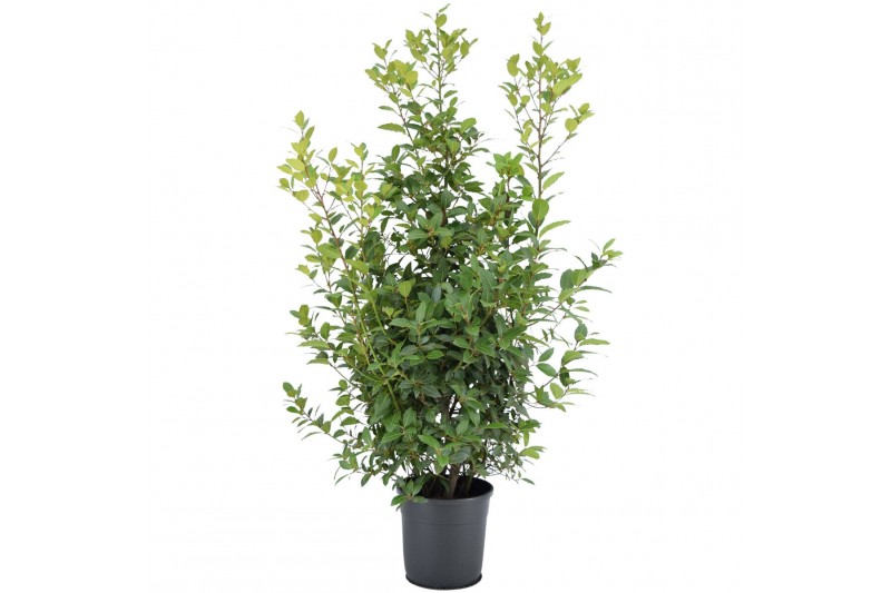 Laurus nobilis Laurus nobilis Struik 