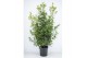 Laurus nobilis Laurus nobilis Struik 