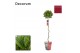 Laurus nobilis Laurus nobilis Spiraal stam Cozy 25 cm diameter 5000 gr 