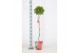 Laurus nobilis Laurus nobilis Spiraal stam Cozy 25 cm diameter 5000 gr 