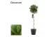 Laurus nobilis Laurus nobilis Spiraal stam 40 cm diameter 