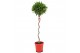 Laurus nobilis Laurus nobilis Spiraal stam 40 cm diameter 