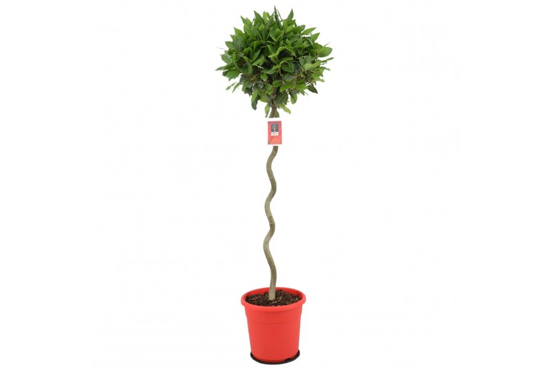 Laurus nobilis Laurus nobilis Spiraal stam 40 cm diameter 