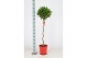 Laurus nobilis Laurus nobilis Spiraal stam 40 cm diameter 