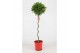 Laurus nobilis Laurus nobilis Spiraal stam 40 cm diameter 