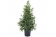 Laurus nobilis Laurus nobilis Struik 