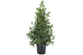 Laurus nobilis Laurus nobilis Struik