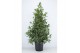 Laurus nobilis Laurus nobilis Struik 