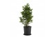 Laurus nobilis Laurus nobilis Struik 5000 gram 20 cm diameter 