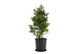 Laurus nobilis Laurus nobilis Struik 5000 gram 20 cm diameter
