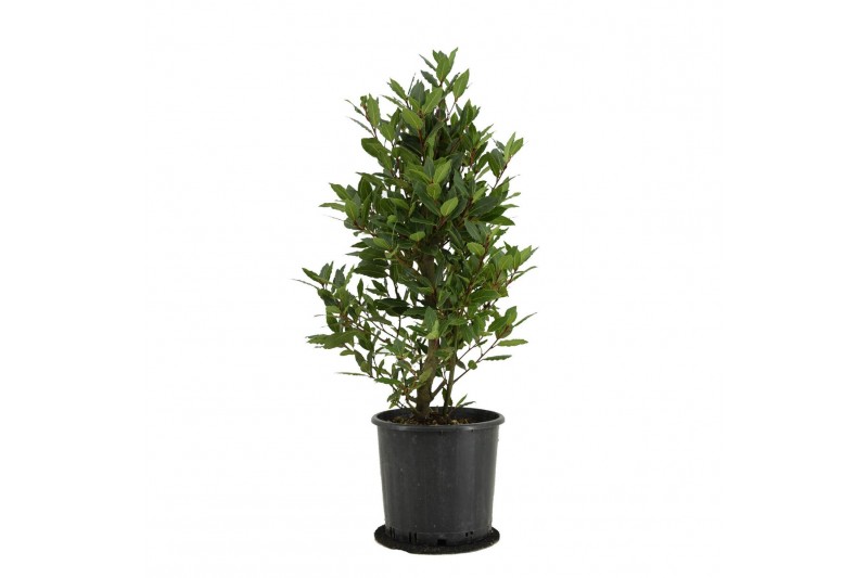 Laurus nobilis Laurus nobilis Struik 5000 gram 20 cm diameter 