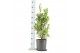 Laurus nobilis Laurus nobilis Struik 5000 gram 20 cm diameter 