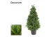 Laurus nobilis Laurus nobilis Piramide 