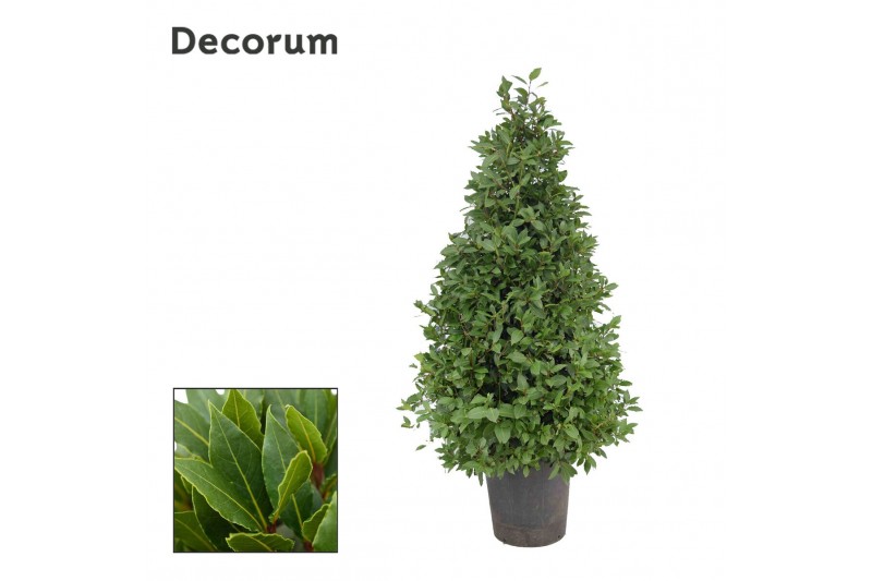 Laurus nobilis Laurus nobilis Piramide 
