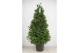 Laurus nobilis Laurus nobilis Piramide 