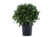 Laurus nobilis Laurus nobilis Bol zonder stam 5000 gram 40 cm diameter 
