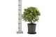 Laurus nobilis Laurus nobilis Bol zonder stam 5000 gram 40 cm diameter 