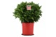 Laurus nobilis Laurus nobilis Bol zonder stam 5000 gram 50 cm diameter 