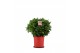 Laurus nobilis Laurus nobilis Bol zonder stam 5000 gram 50 cm diameter 