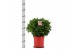 Laurus nobilis Laurus nobilis Bol zonder stam 5000 gram 50 cm diameter 