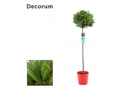 Laurus nobilis Laurus nobilis Bol op stam 5000 gram 30 cm diameter