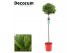 Laurus nobilis Laurus nobilis Bol op stam 5000 gram 30 cm diameter 