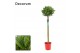 Laurus nobilis Laurus nobilis Bol op stam 30 cm diameter 