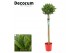 Laurus nobilis Laurus nobilis Bol op stam 30 cm diameter 