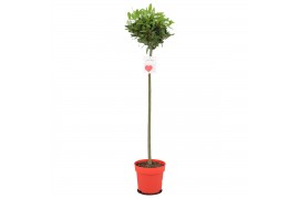 Laurus nobilis Laurus nobilis Bol op stam 5000 gram 30 cm diameter 70 