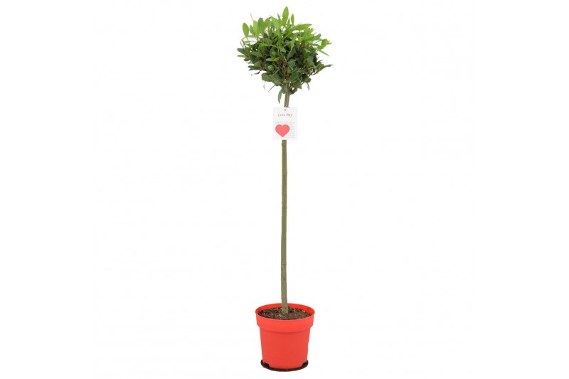Laurus nobilis Laurus nobilis Bol op stam 5000 gram 30 cm diameter 70  