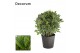 Laurus nobilis Laurus nobilis Bol zonder stam 5000 gram 40 cm diameter 