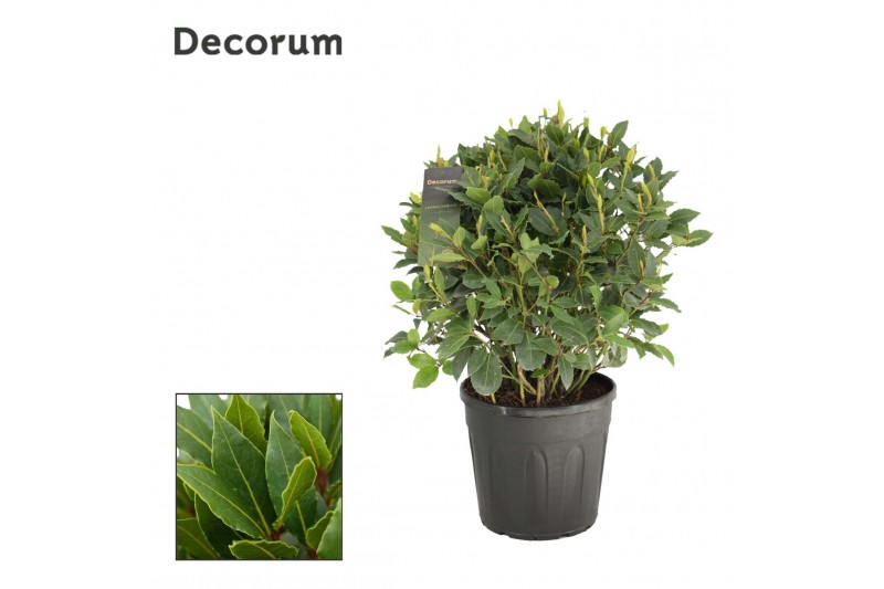 Laurus nobilis Laurus nobilis Bol zonder stam 5000 gram 40 cm diameter Laurus nobilis Laurus nobilis Bol zonder stam 5000 gram 40 cm diameter