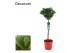 Laurus nobilis Laurus nobilis Bol op stam 25 cm diameter 5000 gram 50  