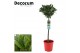 Laurus nobilis Laurus nobilis Bol op stam 25 cm diameter 5000 gram 50  