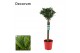 Laurus nobilis Laurus nobilis Bol op stam 25 cm diameter 5000 gram 50  