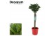Laurus nobilis Laurus nobilis Bol op stam 25 cm diameter 5000 gram 50  