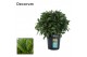 Laurus nobilis Laurus nobilis Bol zonder stam 5000 gram 40 cm diameter 