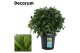 Laurus nobilis Laurus nobilis Bol zonder stam 5000 gram 40 cm diameter 