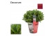 Laurus nobilis Laurus nobilis Bol zonder stam Cozy 5000 gram 40 cm dia 